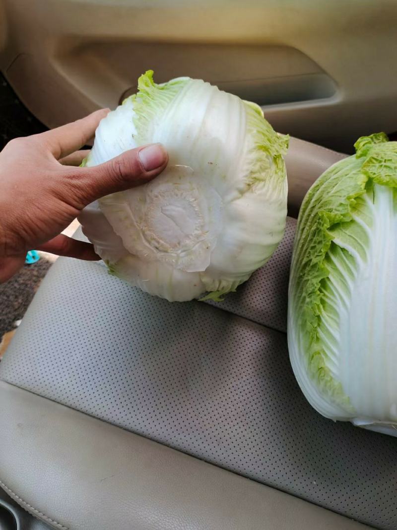 山东黄心大白菜产地直供，一手货源，欢迎各地客商前来采购