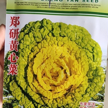 黄心菜种子优秀品种，外叶绿色内叶蛋黄色，口感好产量高，