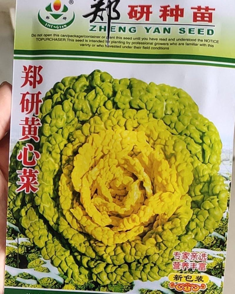 黄心菜种子优秀品种，外叶绿色内叶蛋黄色，口感好产量高，