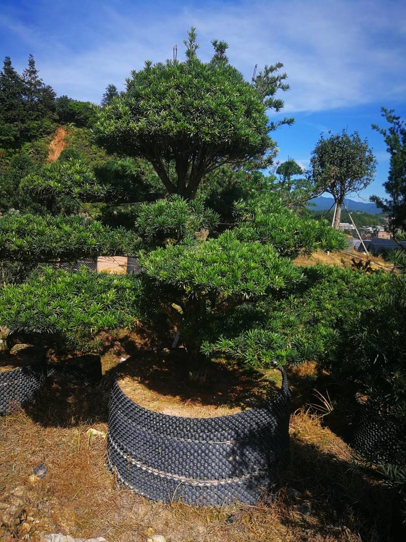 罗汉松盆景造型精品罗汉松盆栽苗罗汉松园林绿化罗汉松