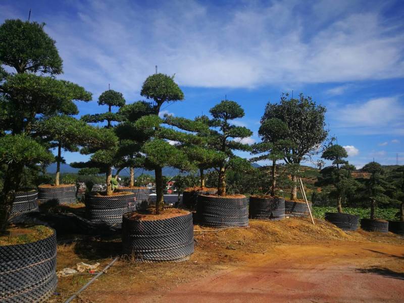 罗汉松盆景造型精品罗汉松盆栽苗罗汉松园林绿化罗汉松