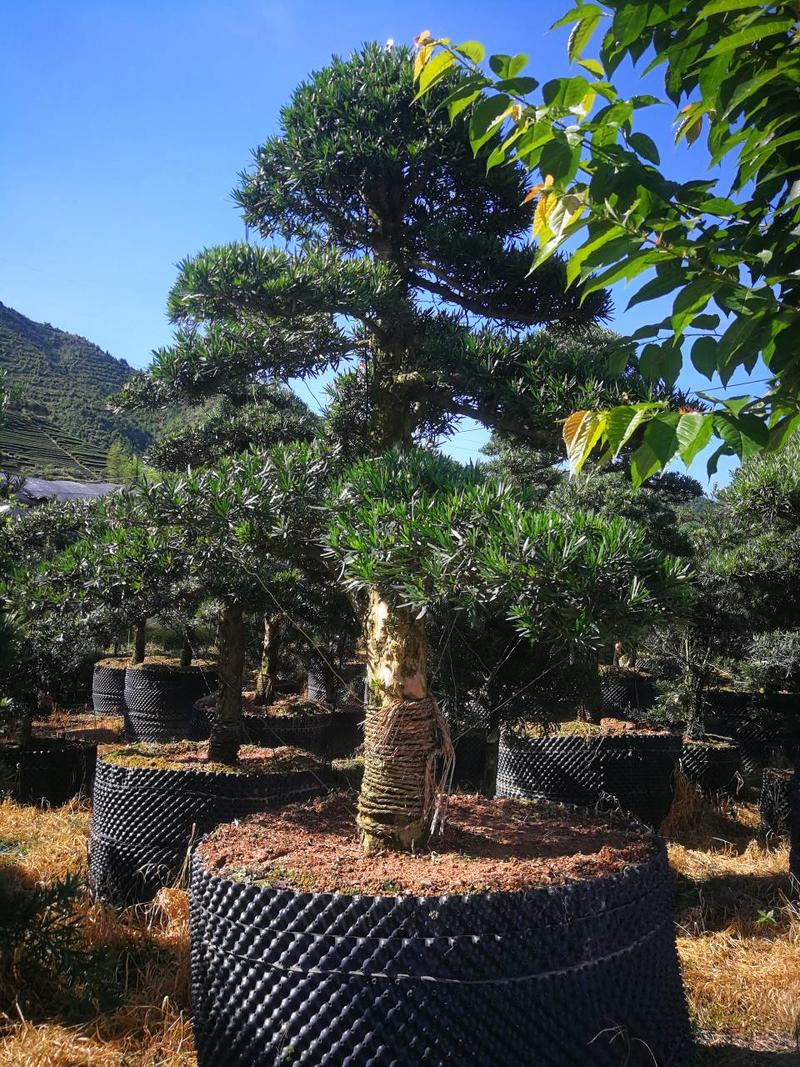 罗汉松盆景造型精品罗汉松盆栽苗罗汉松园林绿化罗汉松