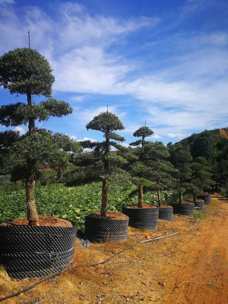 罗汉松盆景造型精品罗汉松盆栽苗罗汉松园林绿化罗汉松
