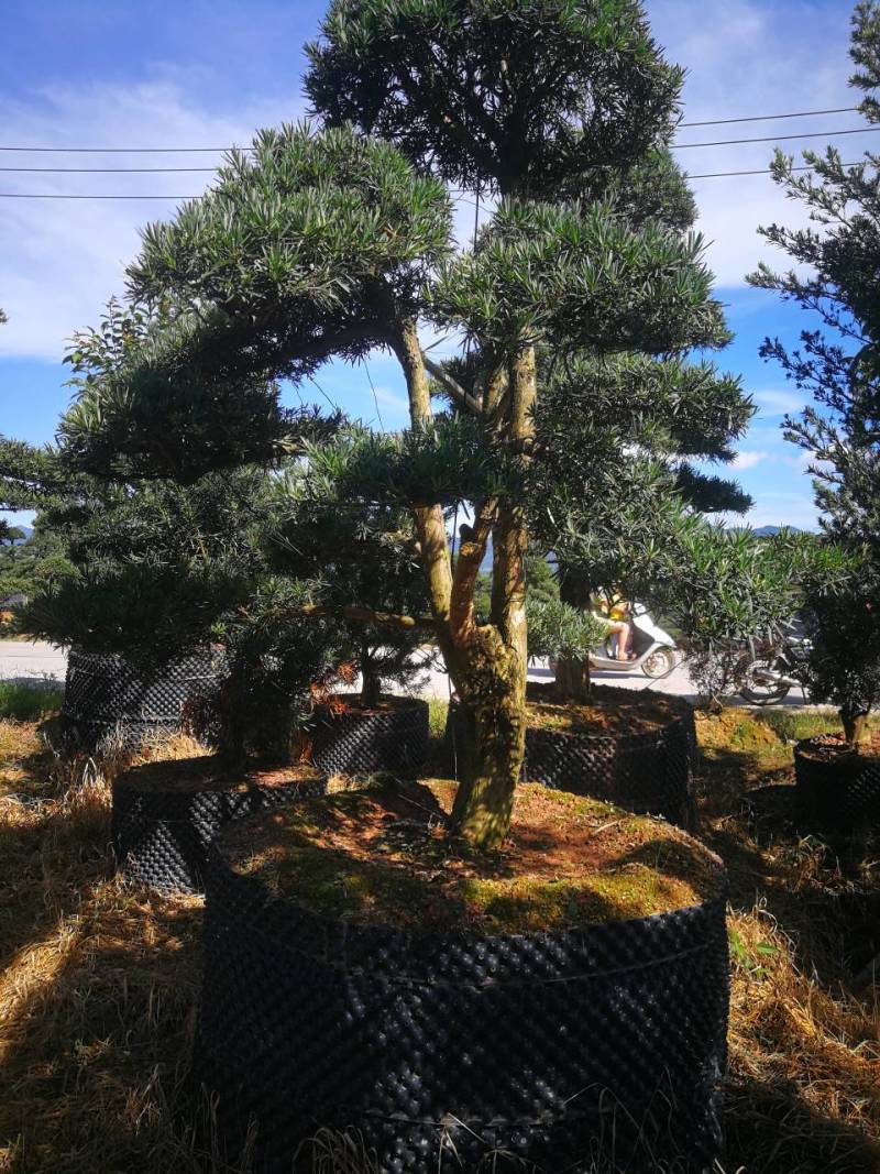 罗汉松盆景造型精品罗汉松盆栽苗罗汉松园林绿化罗汉松