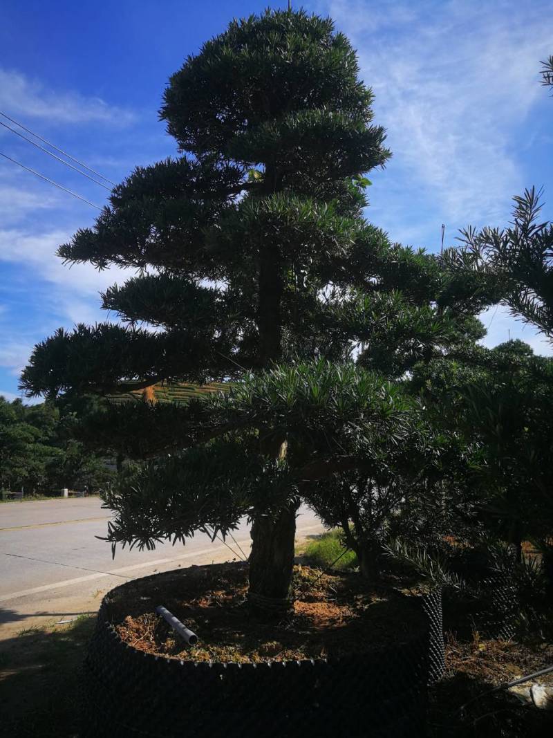 罗汉松盆景造型精品罗汉松盆栽苗罗汉松园林绿化罗汉松