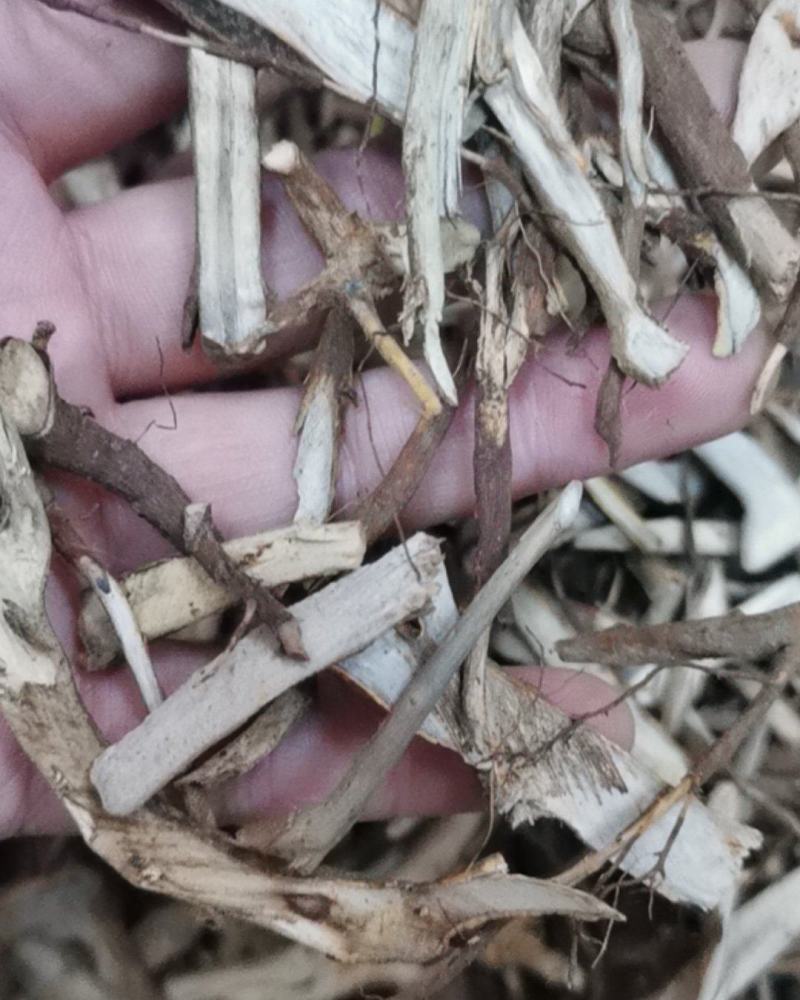 虎刺根虎刺绣花针批发零售常年供应大货质量优良