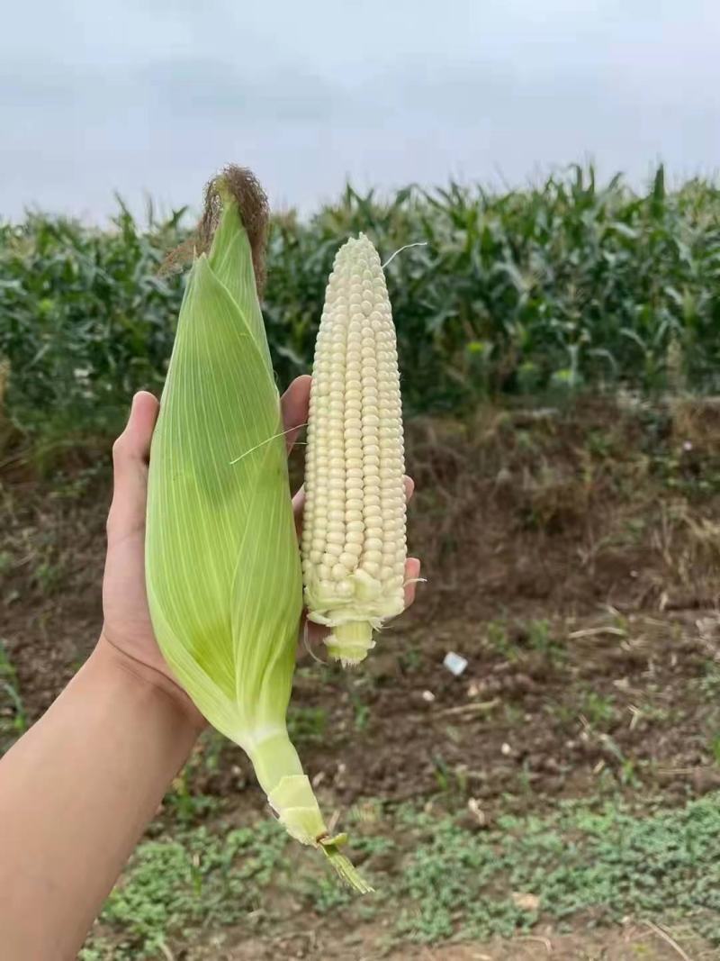 花糯玉米诚信供应产地直发视频看货个大粒圆量大货优