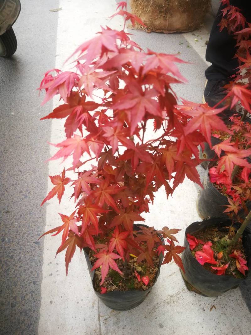 红叶枫嫁接红枫盆景羽毛枫青枫中国红枫树三月红枫