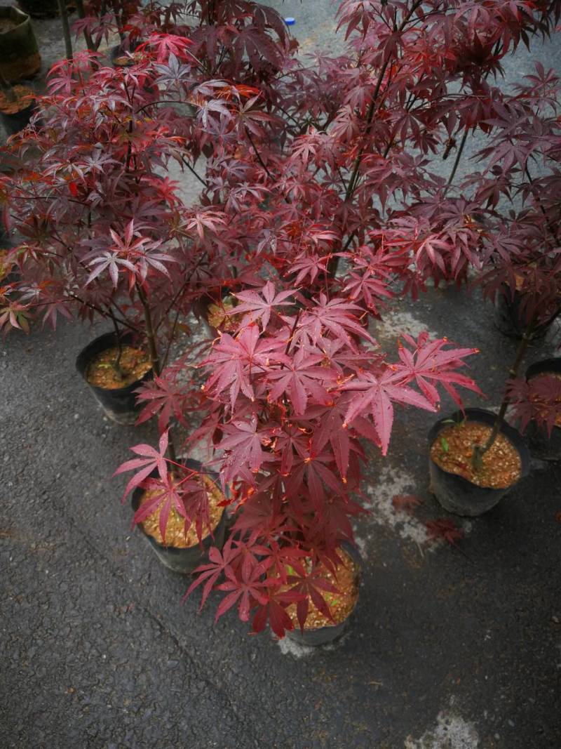 红叶枫嫁接红枫盆景羽毛枫青枫中国红枫树三月红枫
