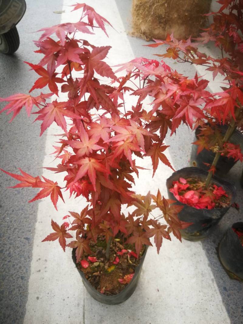 红叶枫嫁接红枫盆景羽毛枫青枫中国红枫树三月红枫