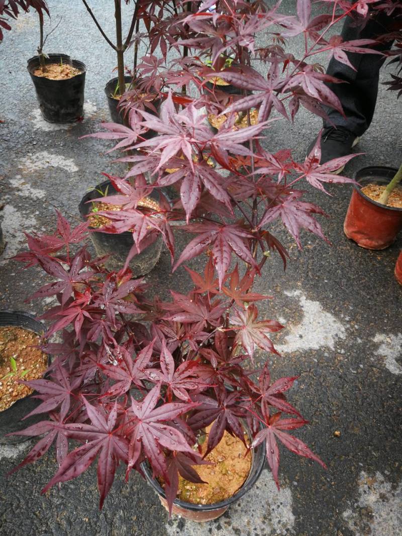 红叶枫嫁接红枫盆景羽毛枫青枫中国红枫树三月红枫