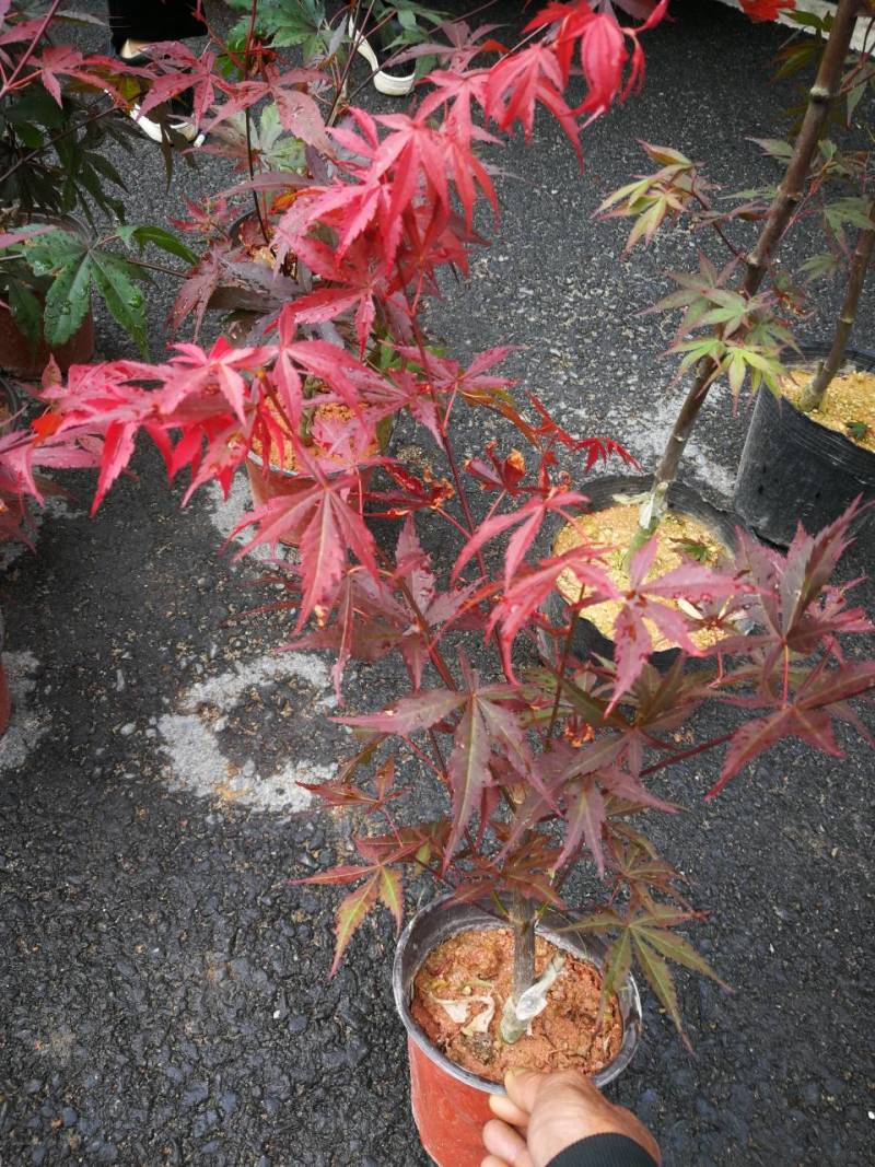红叶枫嫁接红枫盆景羽毛枫青枫中国红枫树三月红枫