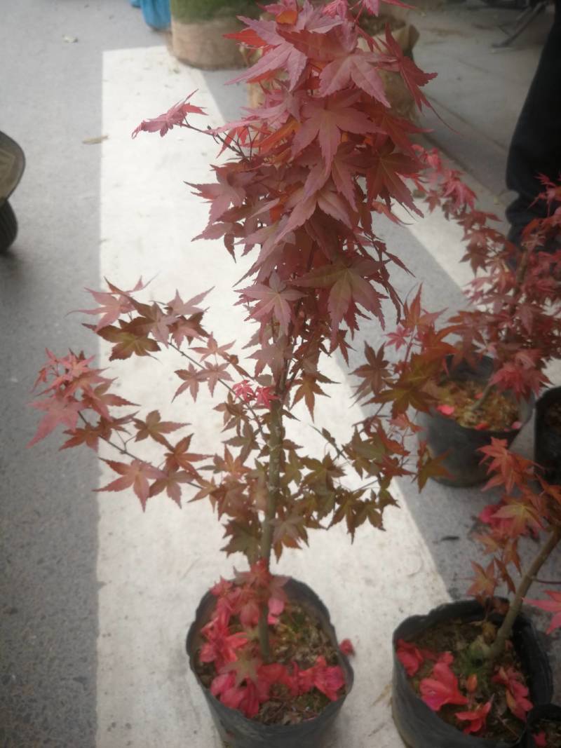 红叶枫嫁接红枫盆景羽毛枫青枫中国红枫树三月红枫