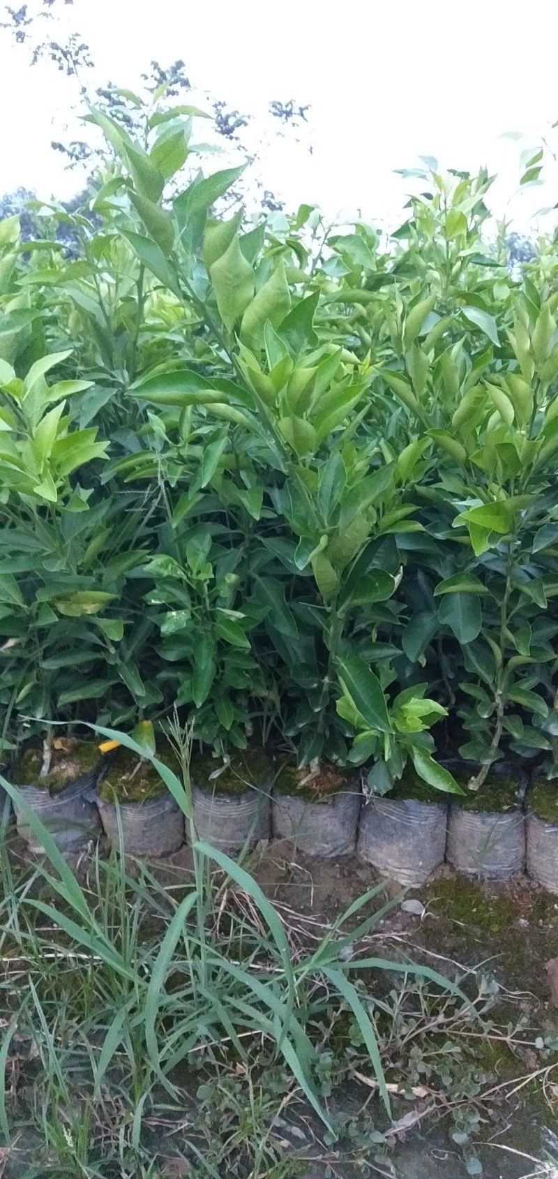 四川柑橘苗，纽荷尔脐橙杯苗，地苗各种规格出售。