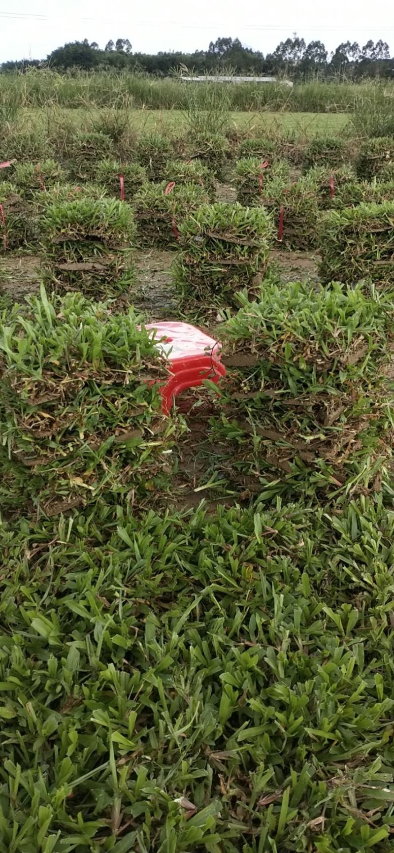 广东清远基地，每天一车大叶油草快，只要你有单，我就有货！