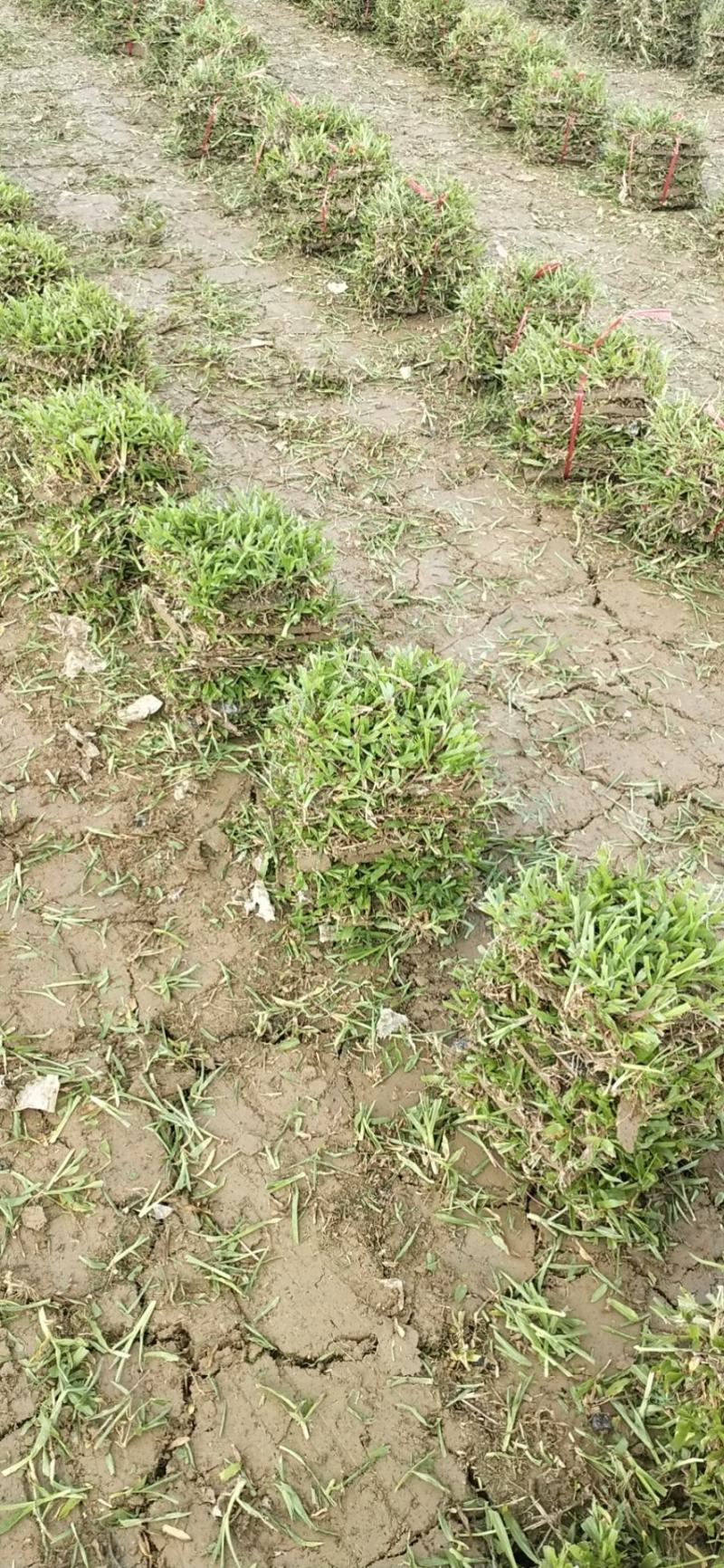 广东清远基地，每天一车大叶油草快，只要你有单，我就有货！