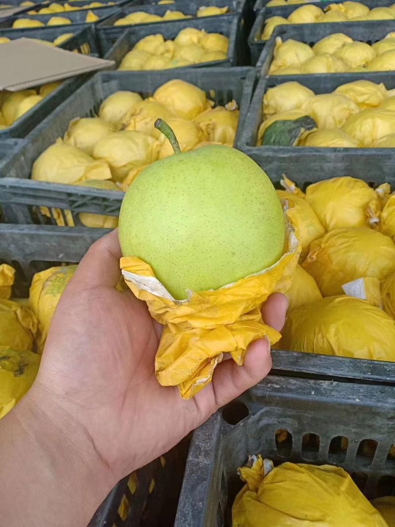 砀山县精品苹果梨，果园现摘现发，货源足质量高，供应全国