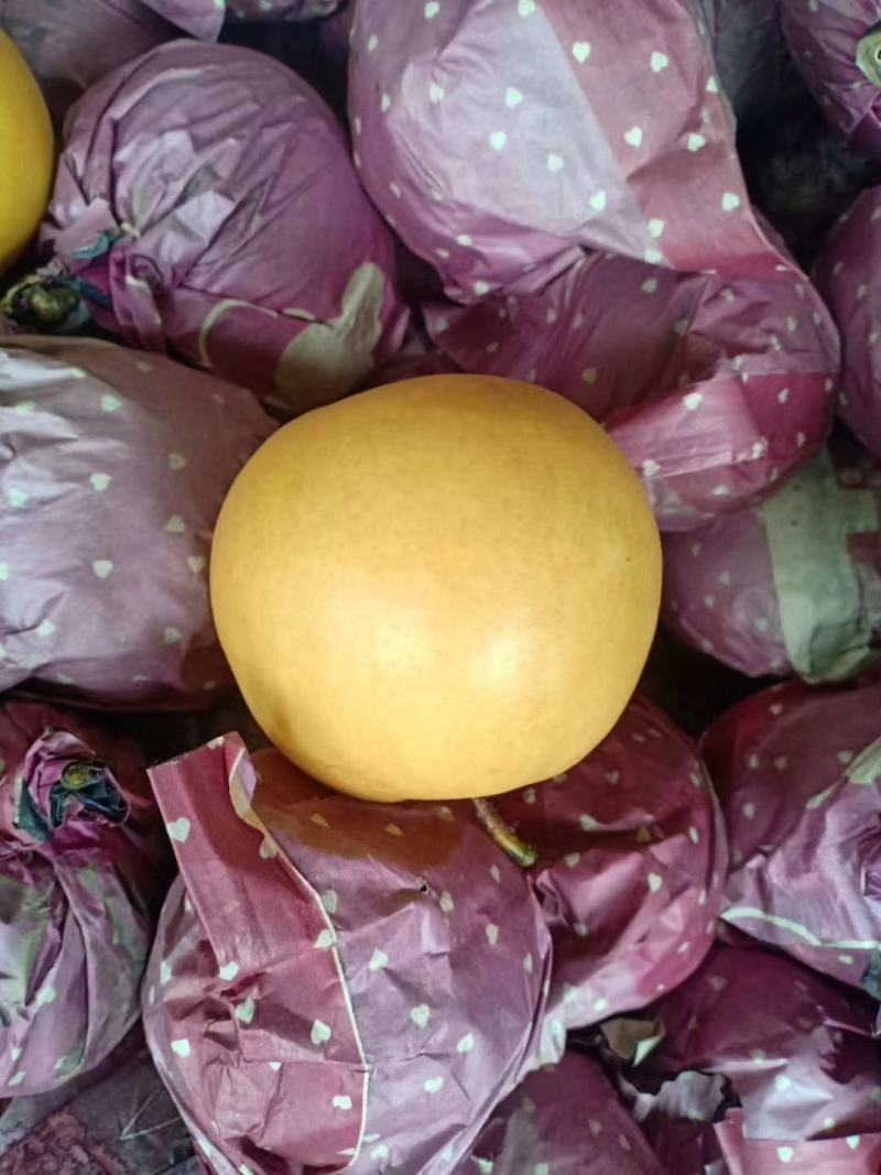 砀山县精品苹果梨，果园现摘现发，货源足质量高，供应全国