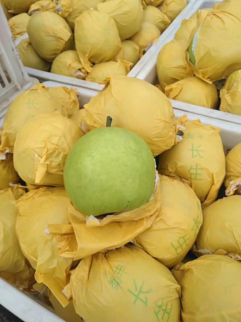 砀山县精品苹果梨，果园现摘现发，货源足质量高，供应全国