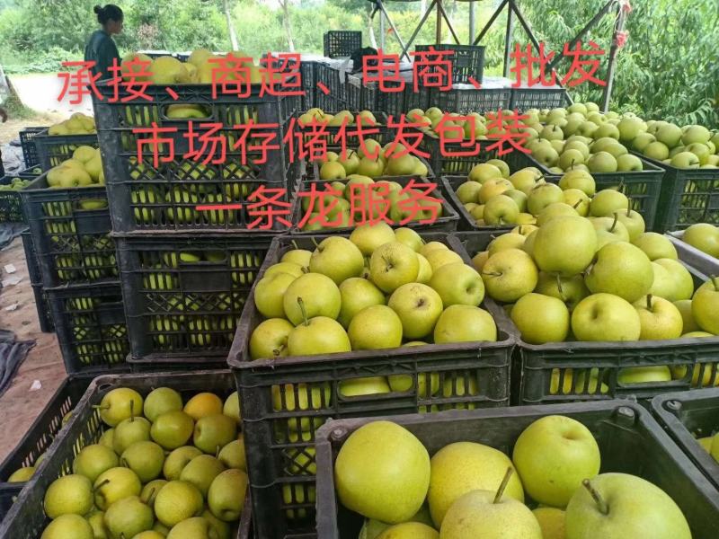 砀山县精品苹果梨，果园现摘现发，货源足质量高，供应全国