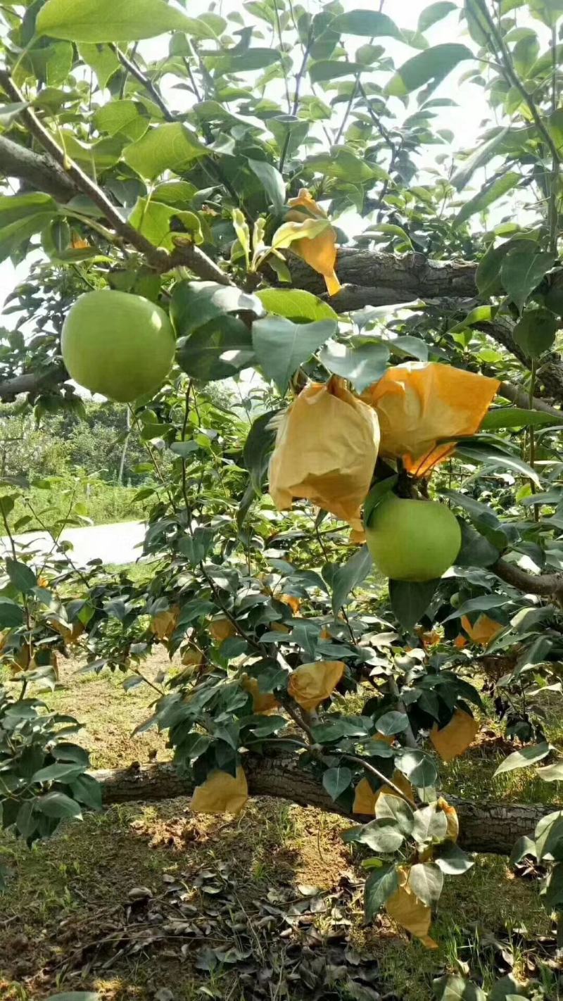 砀山县精品苹果梨，果园现摘现发，货源足质量高，供应全国