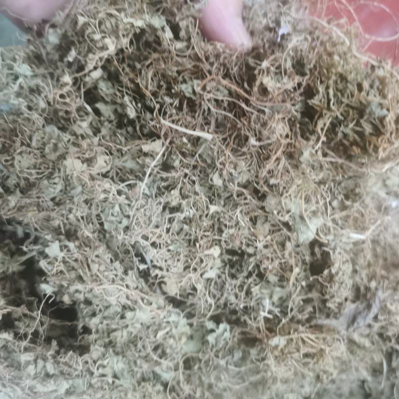 天胡荽产地直发量大从优常年供应一手货源