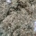 天胡荽产地直发量大从优常年供应一手货源