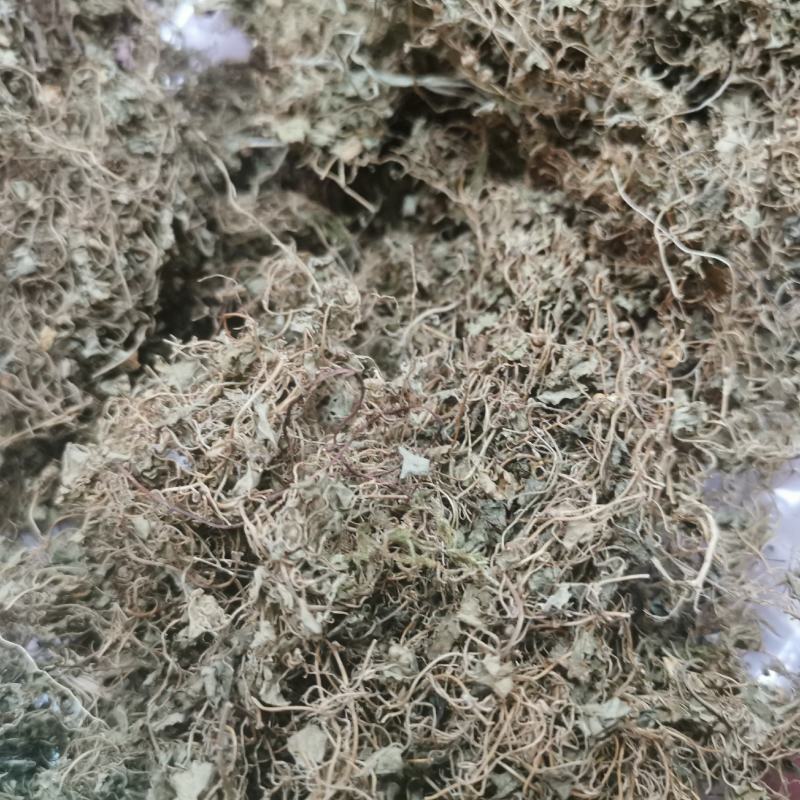 天胡荽产地直发量大从优常年供应一手货源