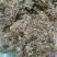 天胡荽产地直发量大从优常年供应一手货源