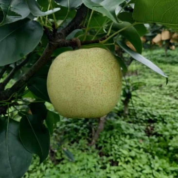 桂花李