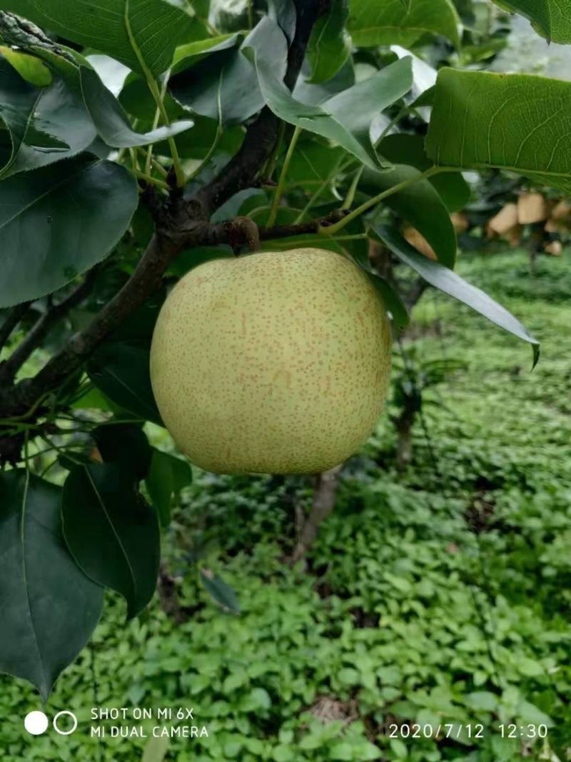桂花李