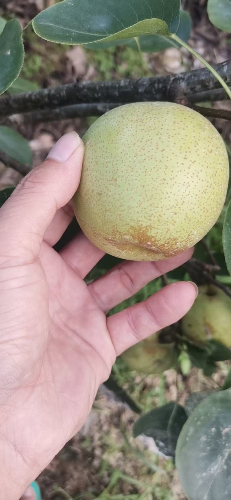 桂花李