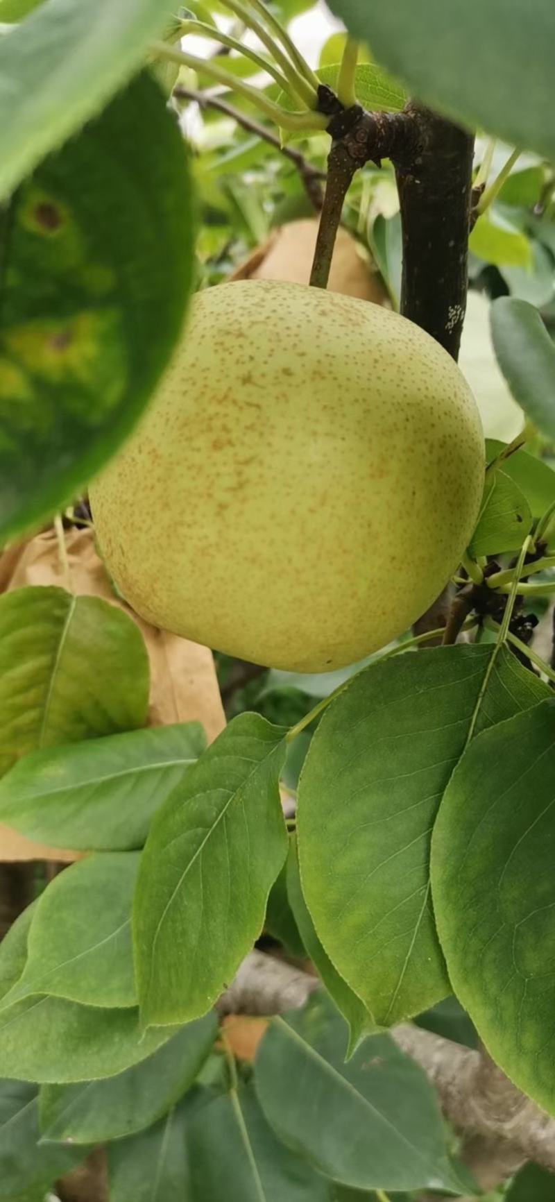 桂花李