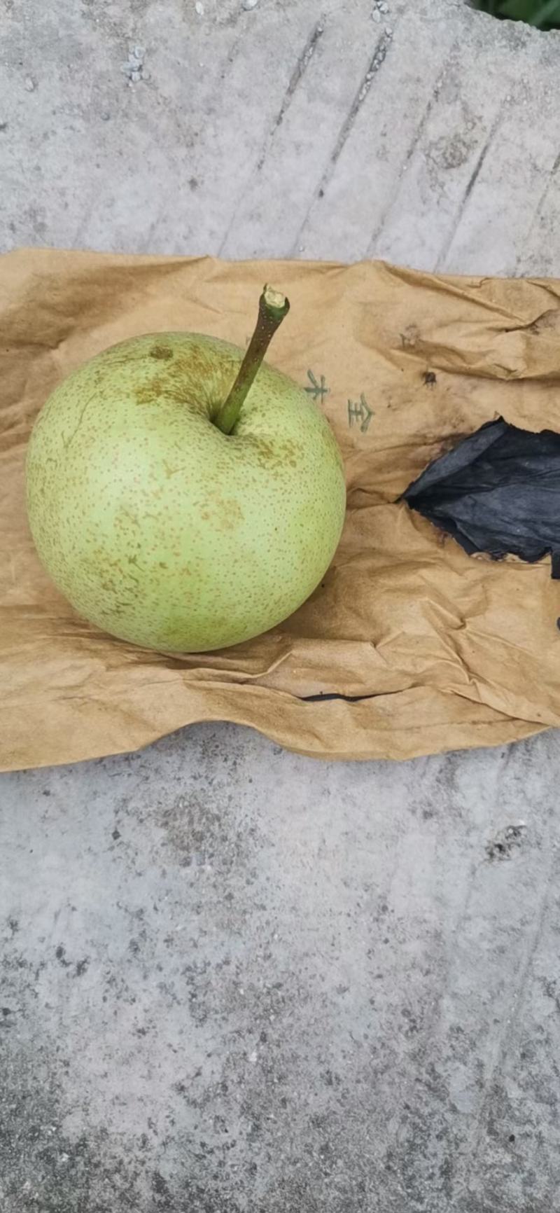 桂花李