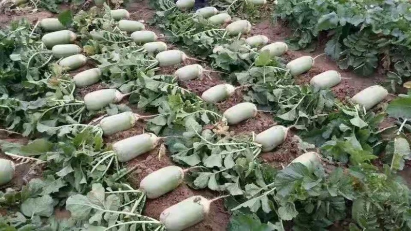 河南农禧500玉禧500萝卜种子表皮光滑皮色翠绿美观肉质嫩绿