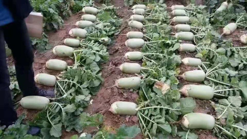 河南农禧500玉禧500萝卜种子表皮光滑皮色翠绿美观肉质嫩绿