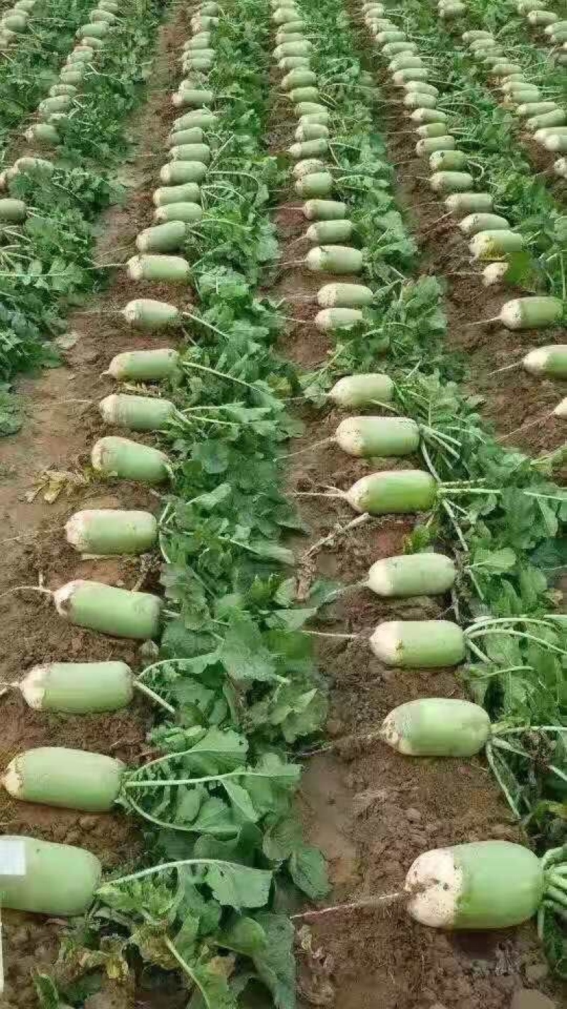 河南农禧500玉禧500萝卜种子表皮光滑皮色翠绿美观肉质嫩绿