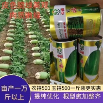 河南农禧500玉禧500萝卜种子表皮光滑皮色翠绿美观肉质嫩绿