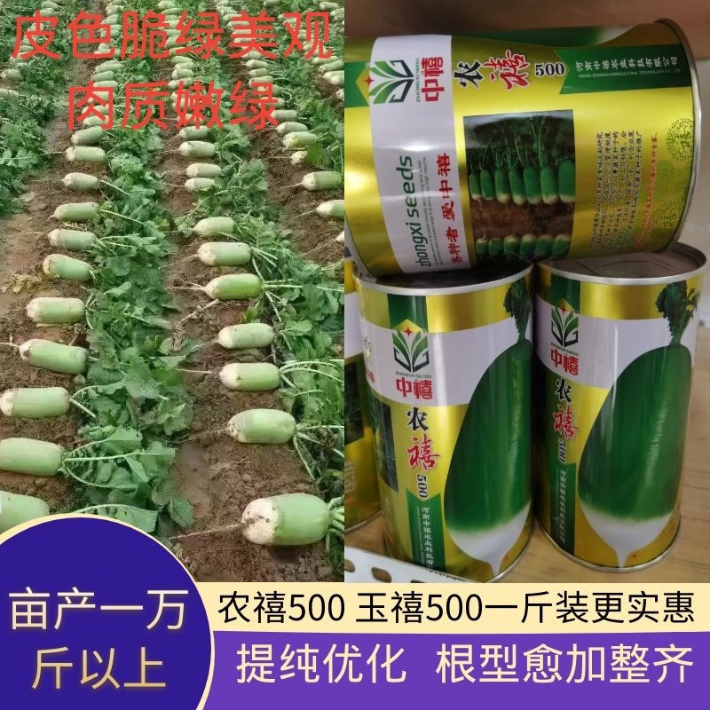河南农禧500玉禧500萝卜种子表皮光滑皮色翠绿美观肉质嫩绿