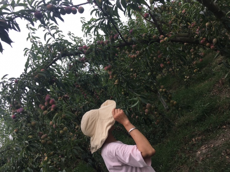 什邡半边红