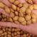 2023年产新杏核种子.沙藏种子山杏种子出芽率90%以上