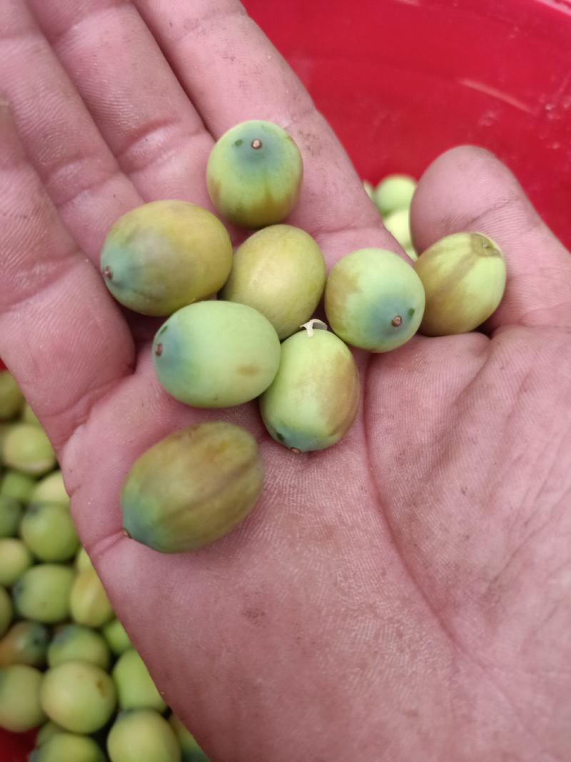 青莲子，莲蓬