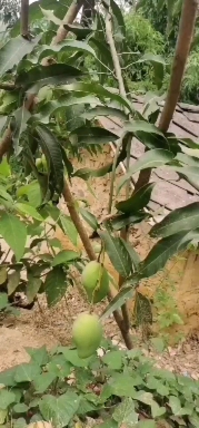 芒果