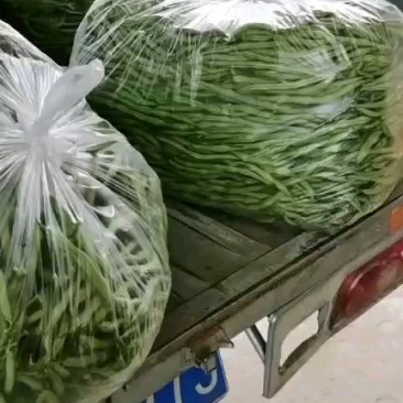 无筋豆