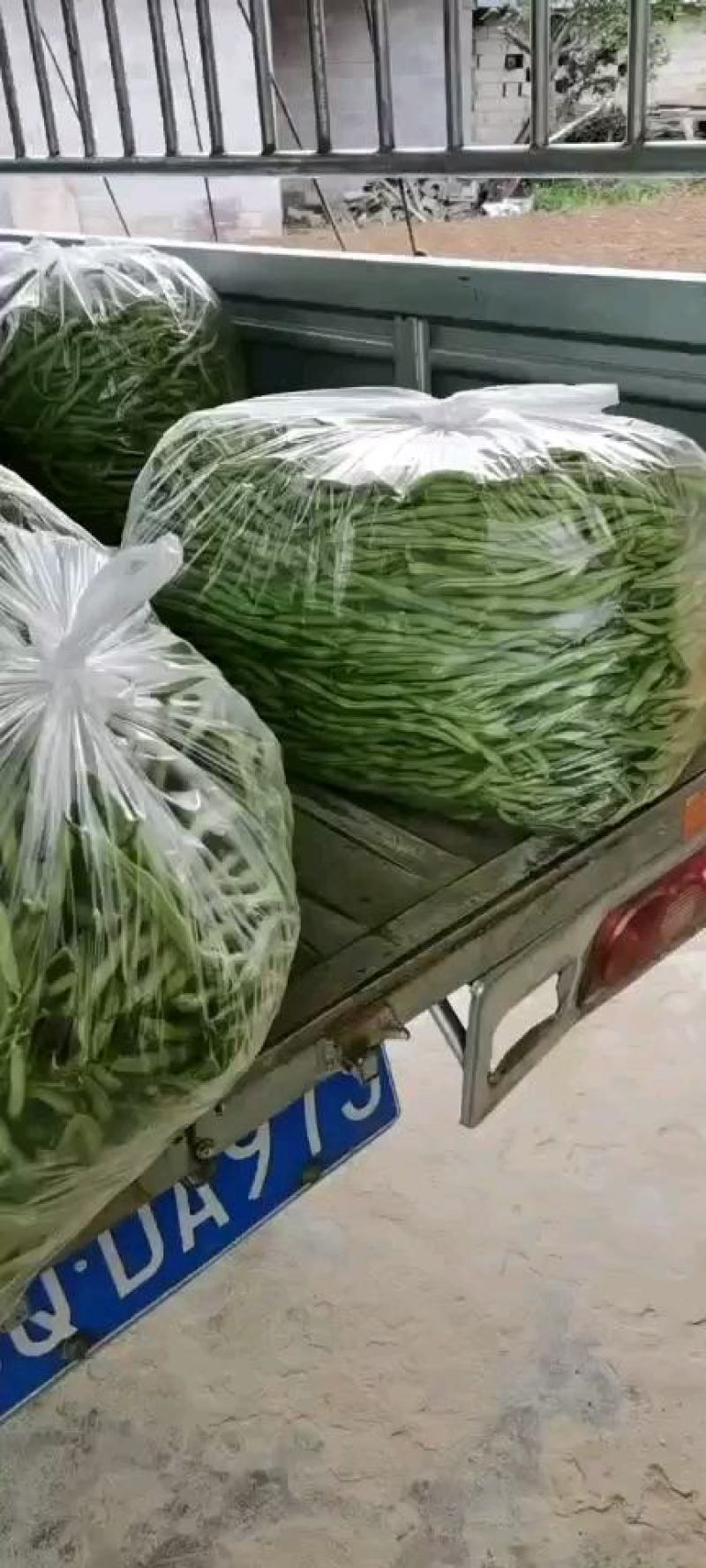 无筋豆