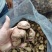 大量批发香菇，有需要的老板请下单