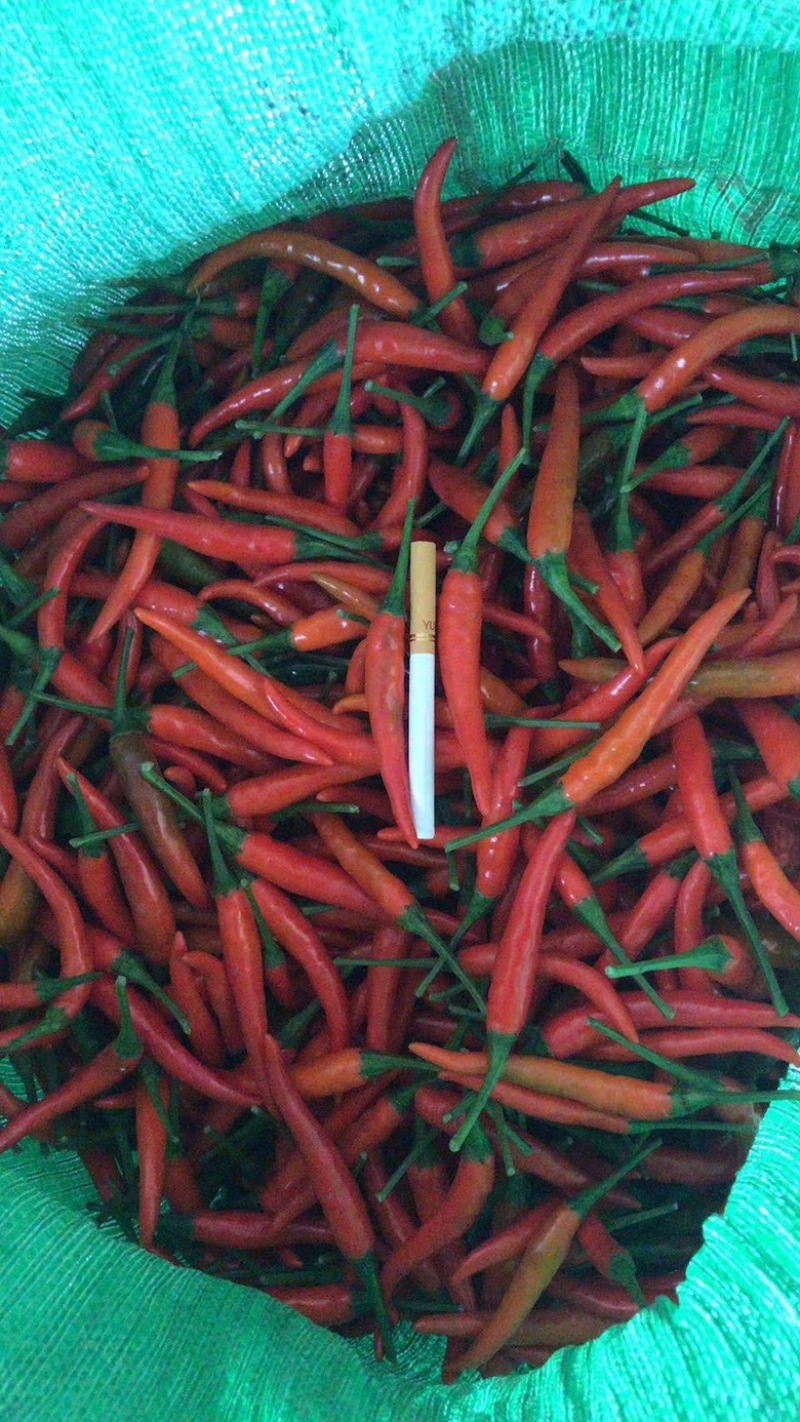 小米椒