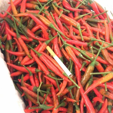 小米椒