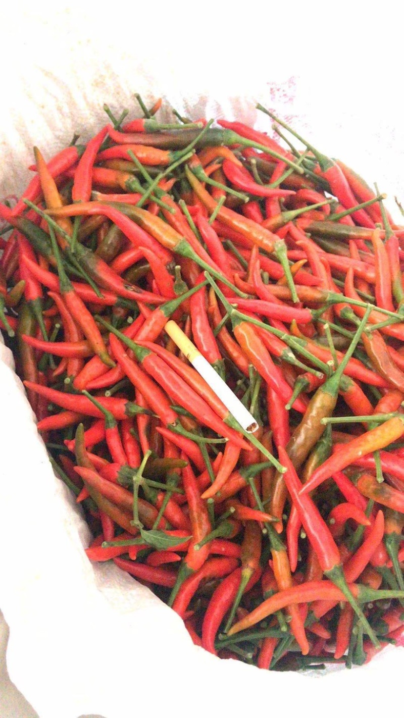 小米椒