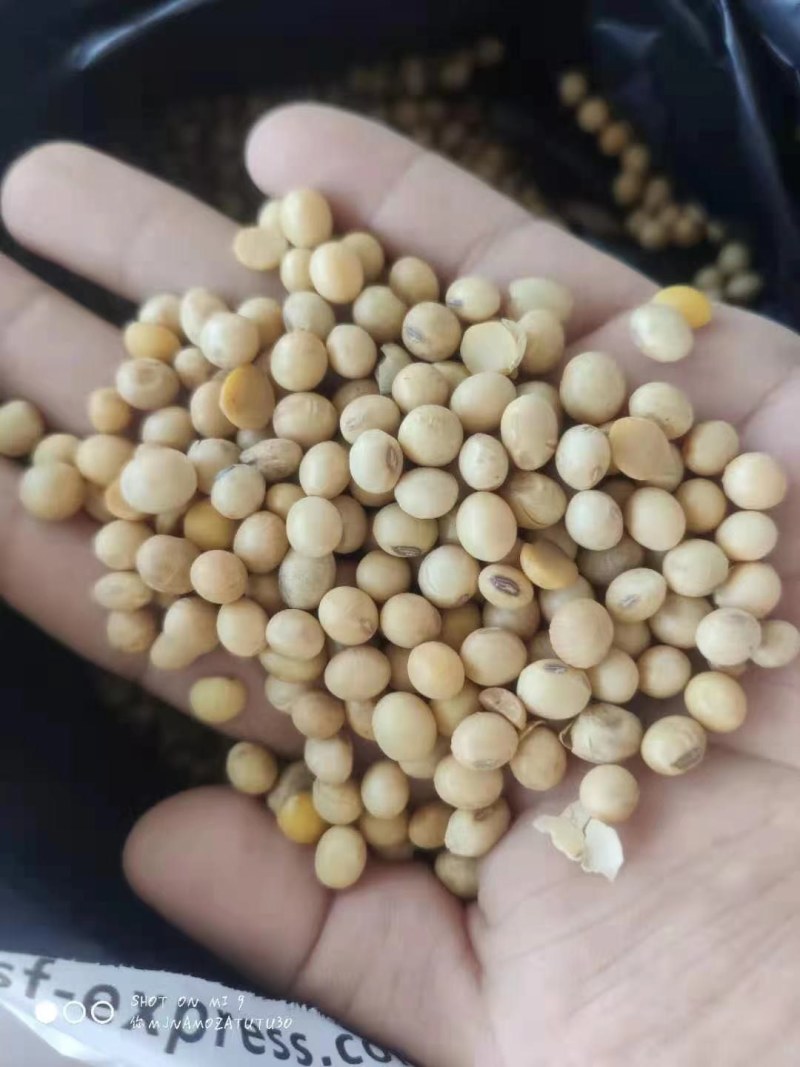 巴西乌克兰非转基因大豆，榨油厂专用豆，饲料加工豆制品加工